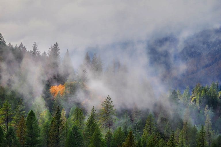 One tree with yellow leaves surrounded by evergreen trees in the Sierra Nevada Mountains after storm.