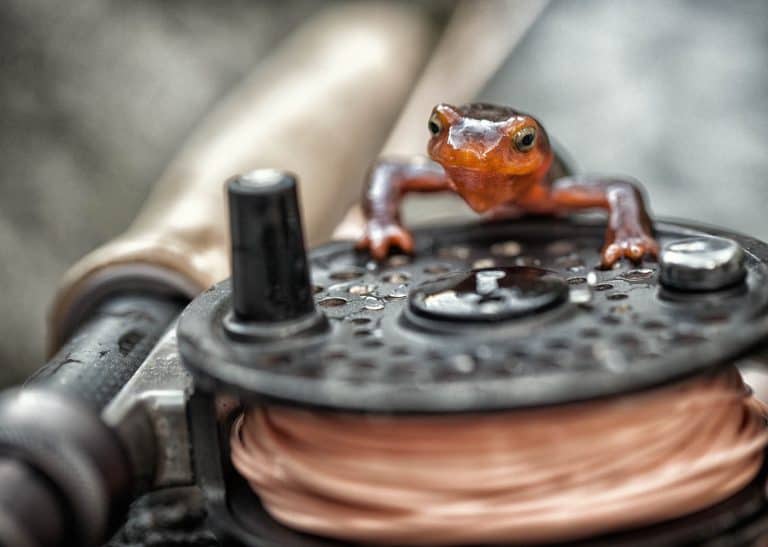 Newt on a reel.